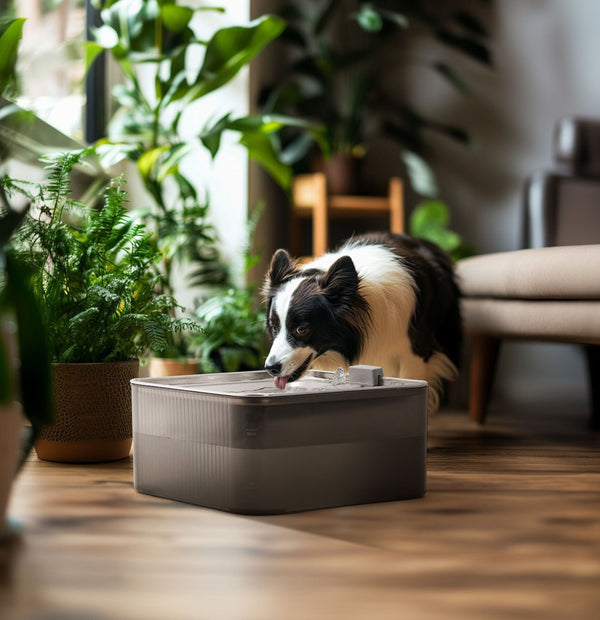 FUKUMARU Cat Dog Water Fountain 1.8 Gal/236oz/7L - FUKUMARU